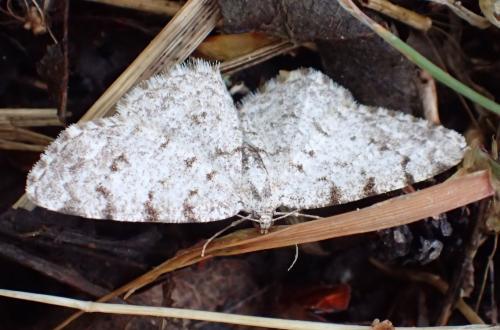 Réf. 230 588 : Aethalura punctulata